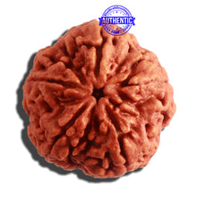 Load image into Gallery viewer, 5 Mukhi Rudraksha from Nepal - Bead No. 304
