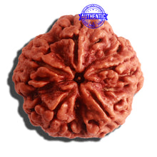 Load image into Gallery viewer, 5 Mukhi Rudraksha from Nepal - Bead No. 306
