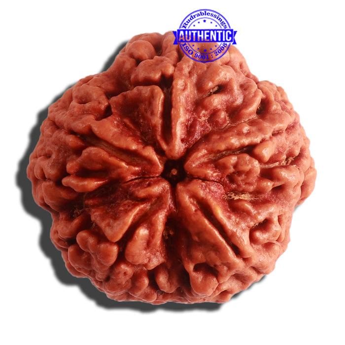 5 Mukhi Rudraksha from Nepal - Bead No. 306