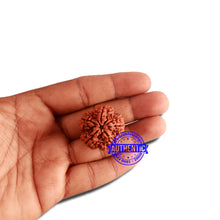 Load image into Gallery viewer, 5 Mukhi Rudraksha from Nepal - Bead No. 307
