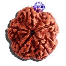 Load image into Gallery viewer, 5 Mukhi Rudraksha from Nepal - Bead No. 308
