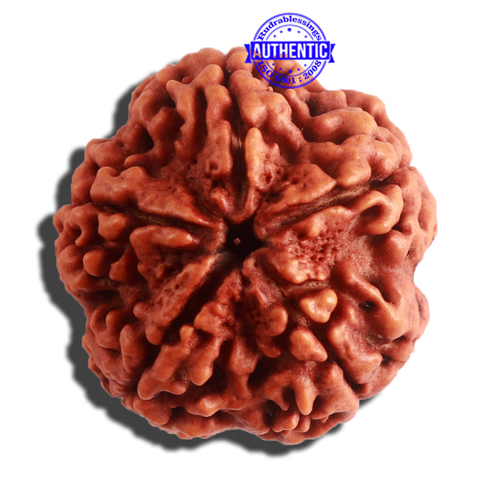 5 Mukhi Rudraksha from Nepal - Bead No. 308