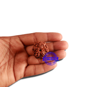5 Mukhi Rudraksha from Nepal - Bead No. 309