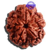 Load image into Gallery viewer, 5 Mukhi Rudraksha from Nepal - Bead No. 309
