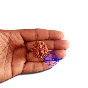 5 Mukhi Rudraksha from Nepal - Bead No. 310