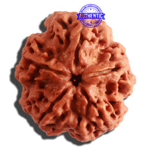 Load image into Gallery viewer, 5 Mukhi Rudraksha from Nepal - Bead No. 310
