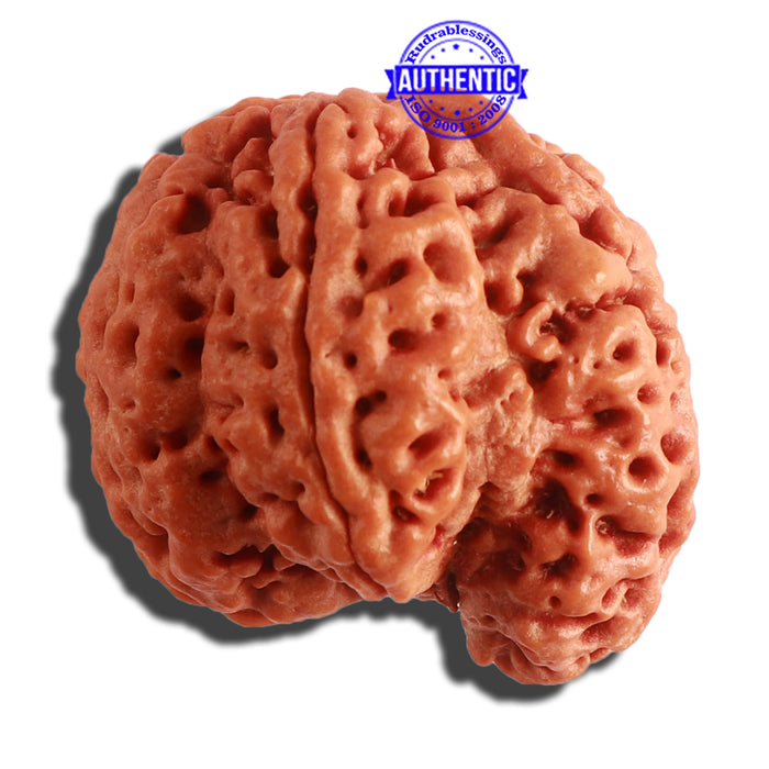 5 Mukhi Rudraksha Ganesh from Nepal - Bead No. 311