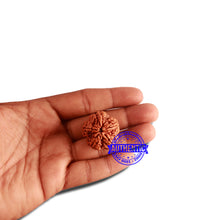 Load image into Gallery viewer, 5 Mukhi Rudraksha Ganesh from Nepal - Bead No. 311
