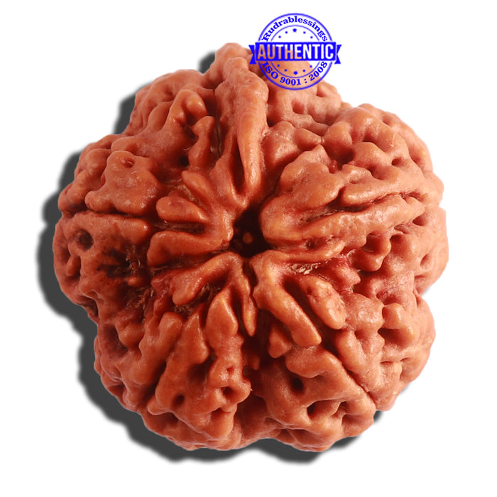 5 Mukhi Rudraksha Ganesh from Nepal - Bead No. 311