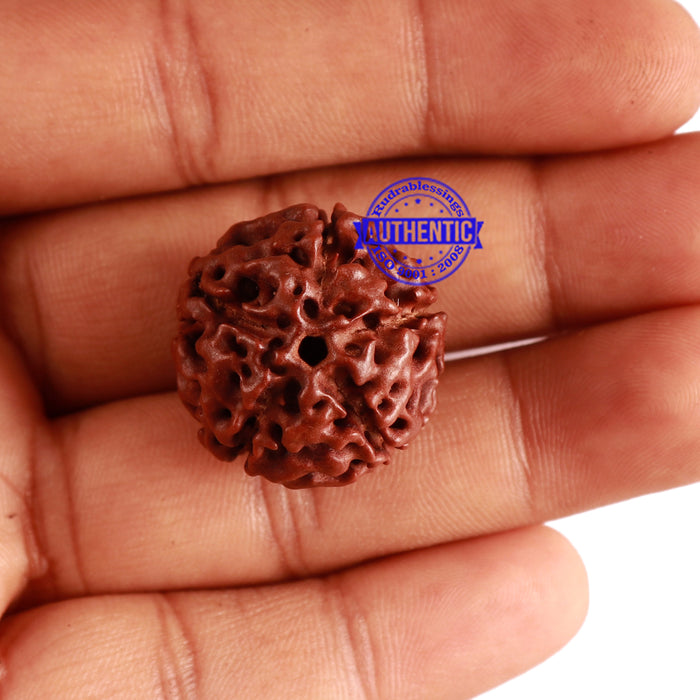 5 Mukhi Hybrid Rudraksha - Bead No. 4