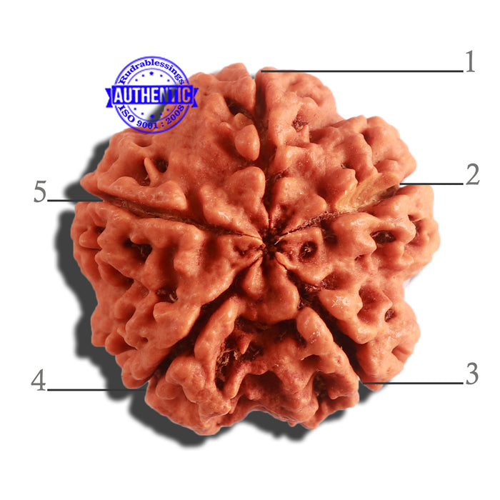 5 Mukhi Rudraksha from Nepal - Bead No. 286