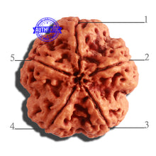 Load image into Gallery viewer, 5 Mukhi Rudraksha from Nepal - Bead No. 287
