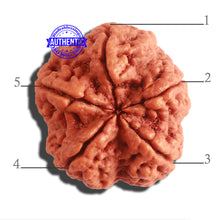 Load image into Gallery viewer, 5 Mukhi Rudraksha from Nepal - Bead No. 291

