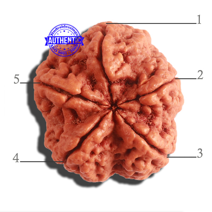 5 Mukhi Rudraksha from Nepal - Bead No. 291
