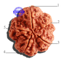 Load image into Gallery viewer, 5 Mukhi Rudraksha from Nepal - Bead No. 292
