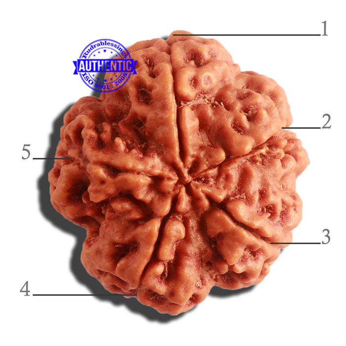 5 Mukhi Rudraksha from Nepal - Bead No. 292