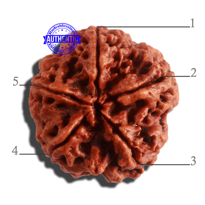 5 Mukhi Rudraksha from Nepal - Bead No. 294