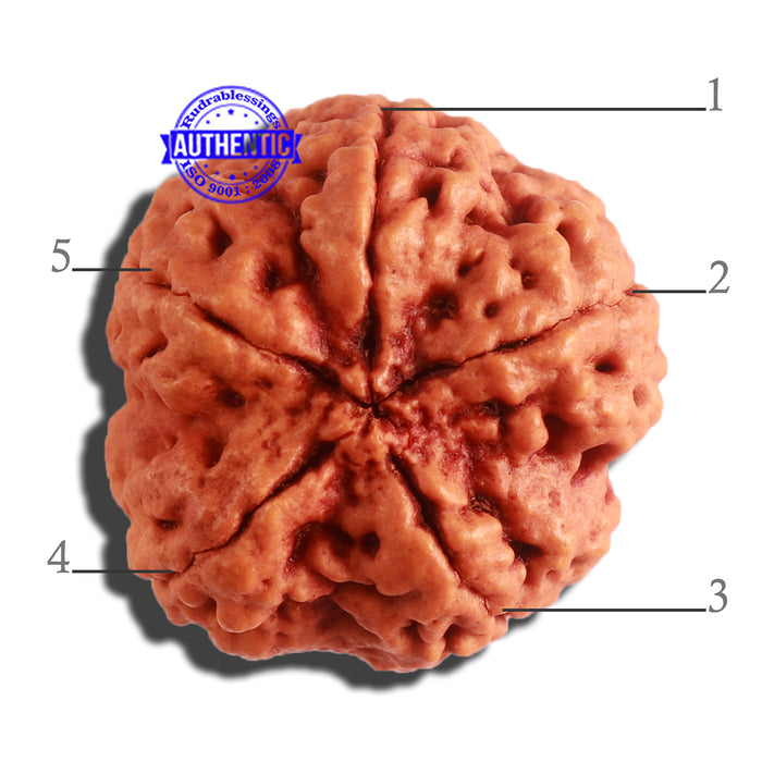 5 Mukhi Rudraksha from Nepal - Bead No. 295