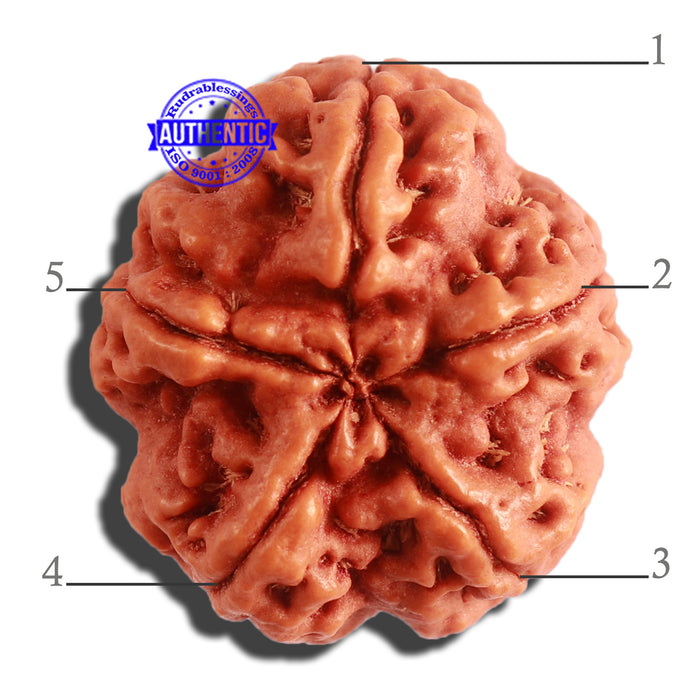 5 Mukhi Rudraksha from Nepal - Bead No. 296