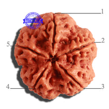 Load image into Gallery viewer, 5 Mukhi Rudraksha from Nepal - Bead No. 297
