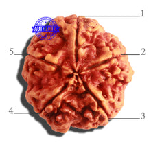 Load image into Gallery viewer, 5 Mukhi Rudraksha from Nepal - Bead No. 298
