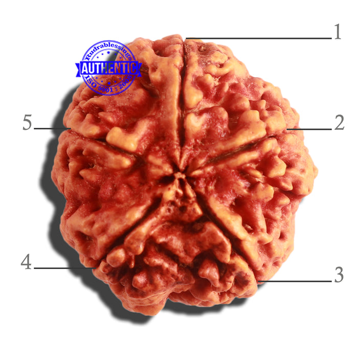 5 Mukhi Rudraksha from Nepal - Bead No. 298