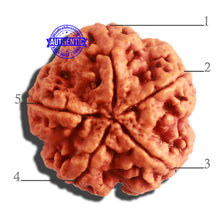 Load image into Gallery viewer, 5 Mukhi Rudraksha from Nepal - Bead No. 299
