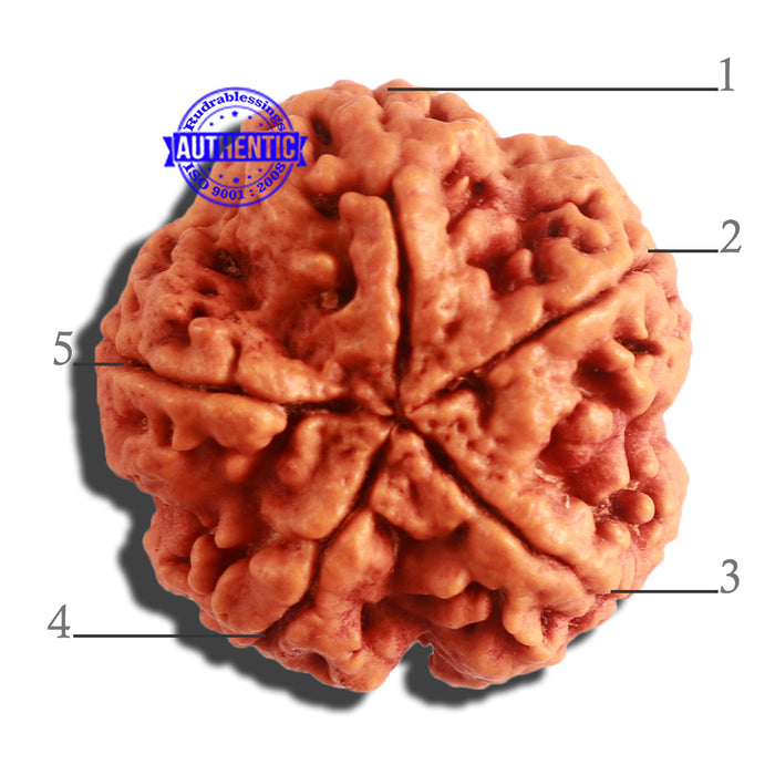 5 Mukhi Rudraksha from Nepal - Bead No. 299