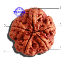 Load image into Gallery viewer, 5 Mukhi Rudraksha from Nepal - Bead No. 304

