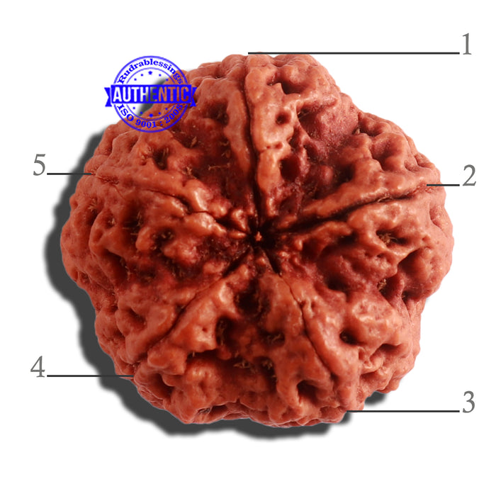 5 Mukhi Rudraksha from Nepal - Bead No. 306
