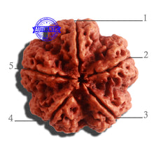 Load image into Gallery viewer, 5 Mukhi Rudraksha from Nepal - Bead No. 307

