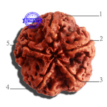 Load image into Gallery viewer, 5 Mukhi Rudraksha from Nepal - Bead No. 308
