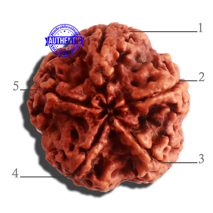 5 Mukhi Rudraksha from Nepal - Bead No. 308