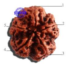 Load image into Gallery viewer, 5 Mukhi Rudraksha from Nepal - Bead No. 309
