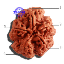 Load image into Gallery viewer, 5 Mukhi Rudraksha from Nepal - Bead No. 310
