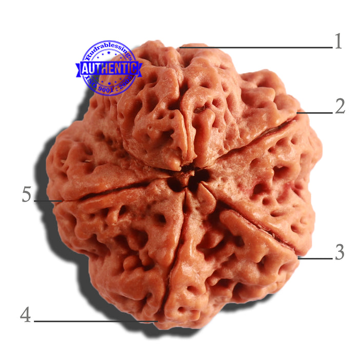 5 Mukhi Rudraksha Ganesh from Nepal - Bead No. 311