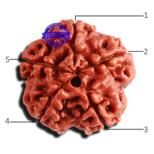 Load image into Gallery viewer, 5 Mukhi Rudraksha from Nepal - Bead No. 316
