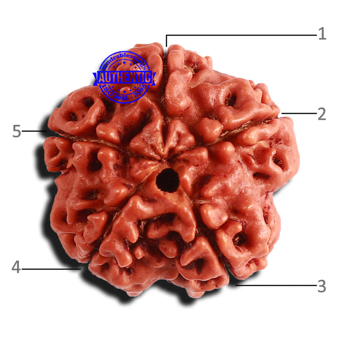 5 Mukhi Rudraksha from Nepal - Bead No. 316