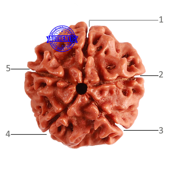 5 Mukhi Rudraksha from Nepal - Bead No. 330