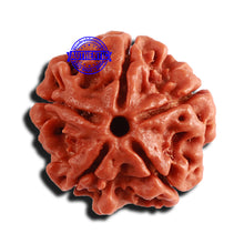 Load image into Gallery viewer, 5 Mukhi Rudraksha from Nepal - Bead No. 330
