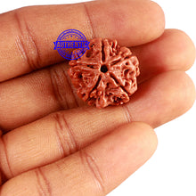 Load image into Gallery viewer, 5 Mukhi Rudraksha from Nepal - Bead No. 330
