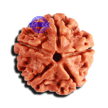 Load image into Gallery viewer, 5 Mukhi Rudraksha from Nepal - Bead No. 334
