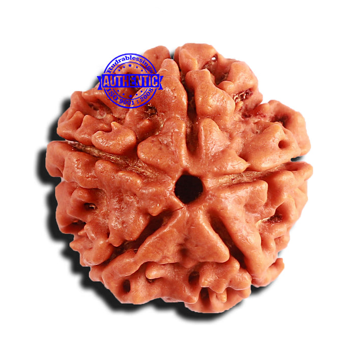 5 Mukhi Rudraksha from Nepal - Bead No. 334