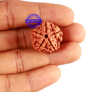 5 Mukhi Rudraksha from Nepal - Bead No. 334