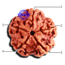 Load image into Gallery viewer, 5 Mukhi Rudraksha from Nepal - Bead No. 335
