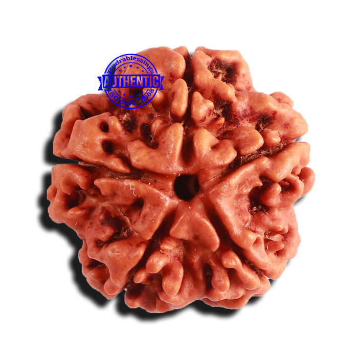 5 Mukhi Rudraksha from Nepal - Bead No. 335