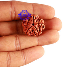 Load image into Gallery viewer, 5 Mukhi Rudraksha from Nepal - Bead No. 335
