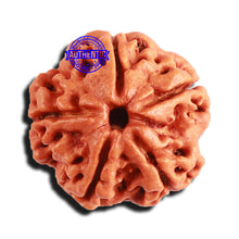 Load image into Gallery viewer, 5 Mukhi Rudraksha from Nepal - Bead No. 336
