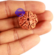 Load image into Gallery viewer, 5 Mukhi Rudraksha from Nepal - Bead No. 336

