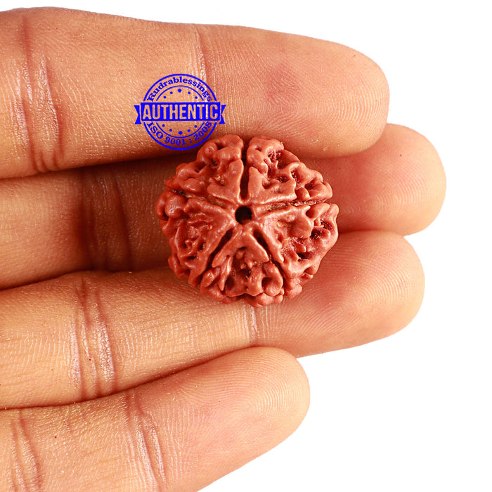 5 Mukhi Rudraksha from Nepal - Bead No. 338